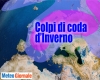 immagine articolo immagine articolo